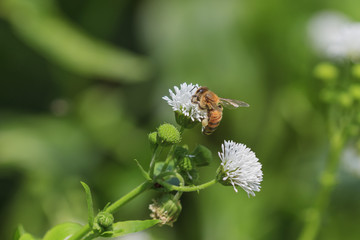 Bee with pollen in his leg working on a white flower