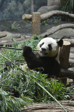 Tyny3 Photos Images Fichiers Adobe Stock