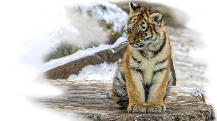 Papier Peint photo autocollant Tigre J& 39 ai mignon petit tigre sibérien(Panthera tigris altaica) assis