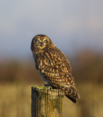 Short-Eared Owl at Sunrise