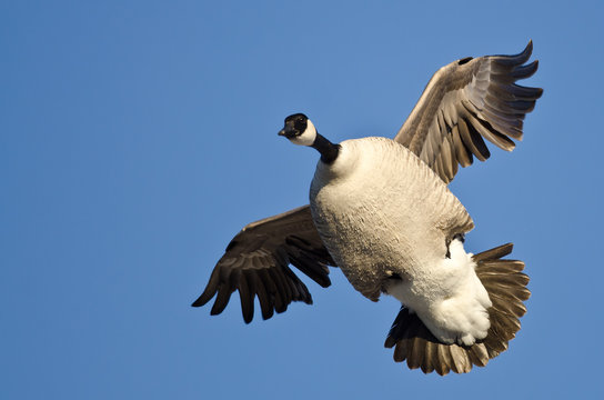 Plump Canada Goose Flying in a Blue Sky