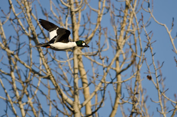 Male Common Goldeneye Flying Among the Trees