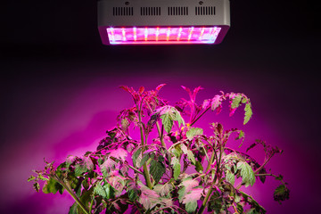 ripe tomato plant under LED grow light