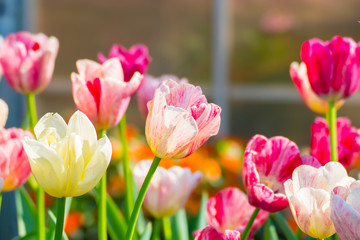 Tulip. Beautiful bouquet of tulips. colorful tulips.