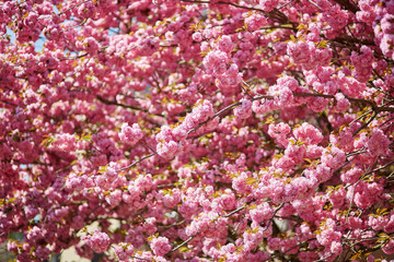 Beautiful cherry blossoms in full bloom