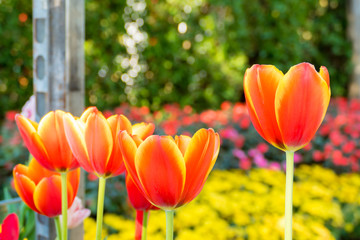 Tulip. Beautiful bouquet of tulips. colorful tulips.