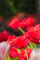 Tulip. Beautiful bouquet of tulips. colorful tulips.