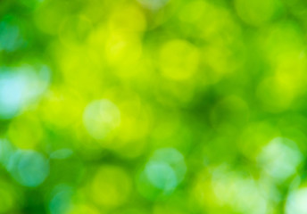 Fototapeta premium Natural blurred background.