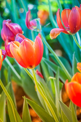 Tulip. Beautiful bouquet of tulips. colorful tulips.