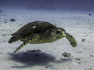 sea turtle