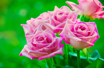 Pink roses