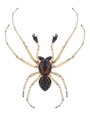 Spider Pachygnatha listeri (female)