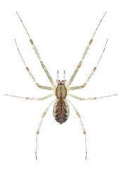 Spider Linyphia triangularis