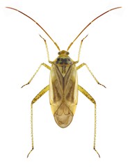 Bug Adelphocoris lineolatus