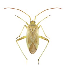 Bug Adelphocoris lineolatus