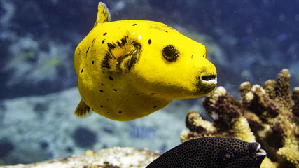 yellow pufferfish closeup