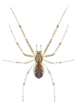 Spider Linyphia triangularis