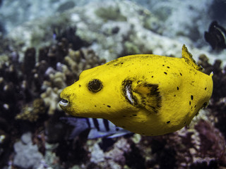 yellow pufferfish closeup © Pierluigi Leggeri