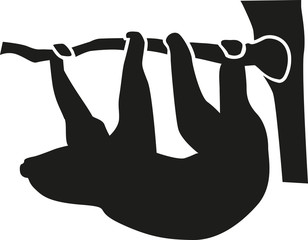 Sloth hanging from a branch in the tree © Miceking