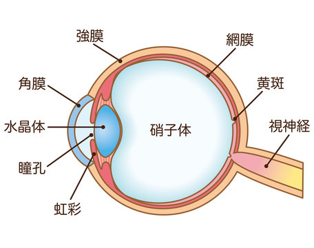 目の断面図　構造