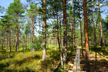 Kiefernwald im Hochmoor Viru Raba / Estland

