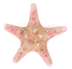 orange sea star