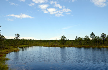 Hochmoor Viru Raba / Estland
