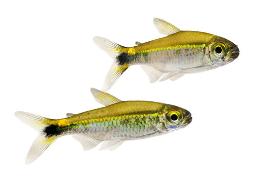 Group of Costello tetra Hemigrammus hyanuary aquarium fish green neon 