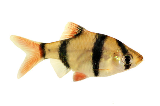 Tiger barb or Sumatra barb Puntius tetrazona tropical aquarium fish isolated