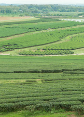 image of Tea field at Boon Rawd Farm is one of the largest tea p