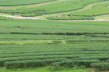 image of Tea field at Boon Rawd Farm is one of the largest tea p