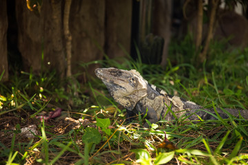 Iguana in green grass