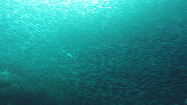 Shoal sea sardines in the blue water of the ocean.tropical underwater world.Diving and snorkeling in the tropical sea.Travel concept,Adventure concept.