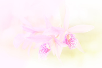 vivid color orchid in blur and soft style for background