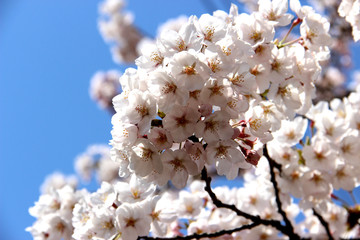 青空と桜