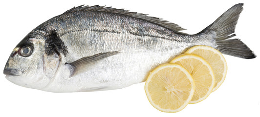 Sea bream profile with 3 slices of lemon. isolated on white background.