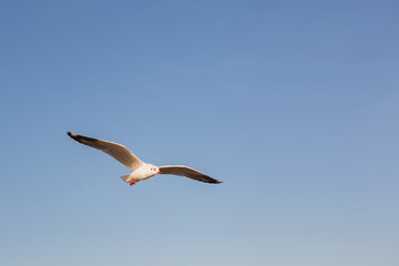 Seagulls, minimalism