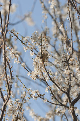 Obraz premium flowering spring trees