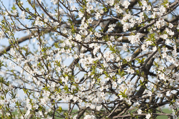 flowering spring trees