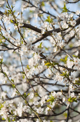 flowering spring trees