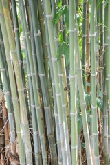 green bamboo tree in nature garden