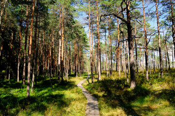 Obraz premium Kiefernwald im Hochmoor Riisa Raba / Estland
