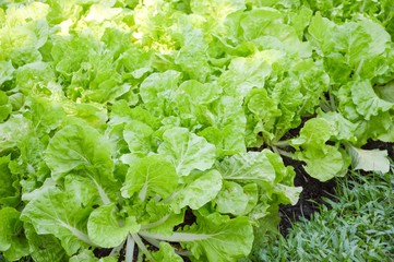 Naklejka premium fresh green chinese cabbage plants