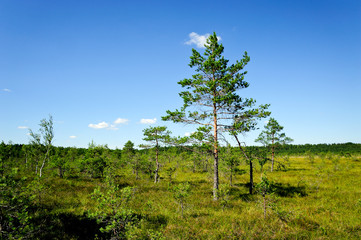 Hochmoor Riisa Raba / Estland