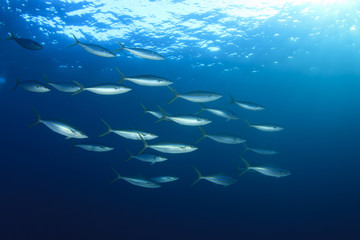 Sardines mackerel herring tuna fish underwater background ocean