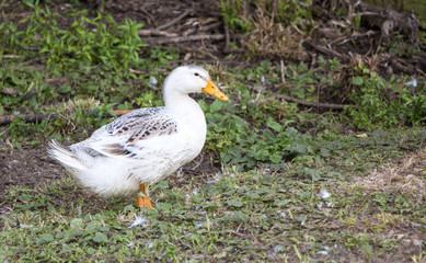 White duck on a poultry farm
