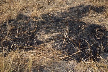 ash on dry grass in garden