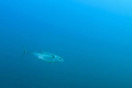 Tuna fish in sea