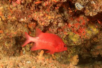 Fish coral reef sea ocean underwater
