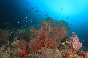 Fototapeta na wymiar Fish coral reef sea ocean underwater